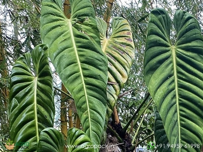 Philodendron-Esmeraldence2