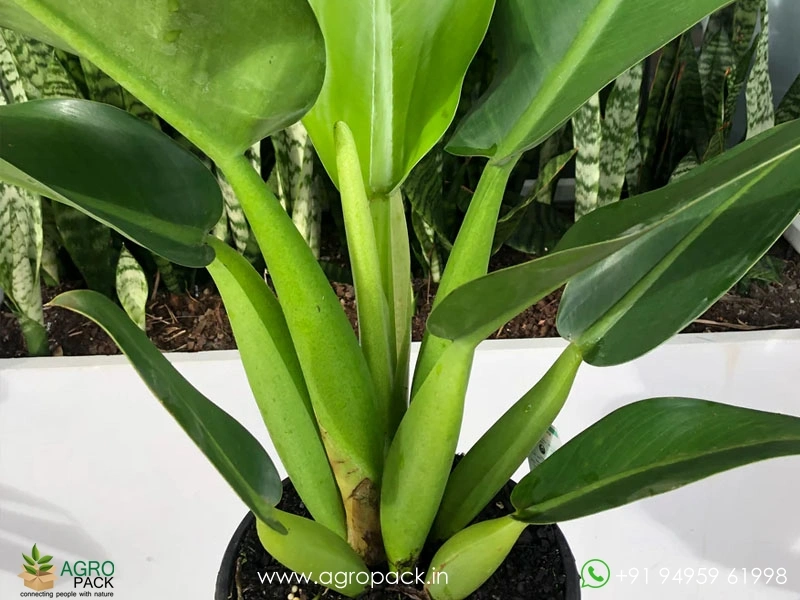 pandan plant Pandanus amaryllifolius main image 0