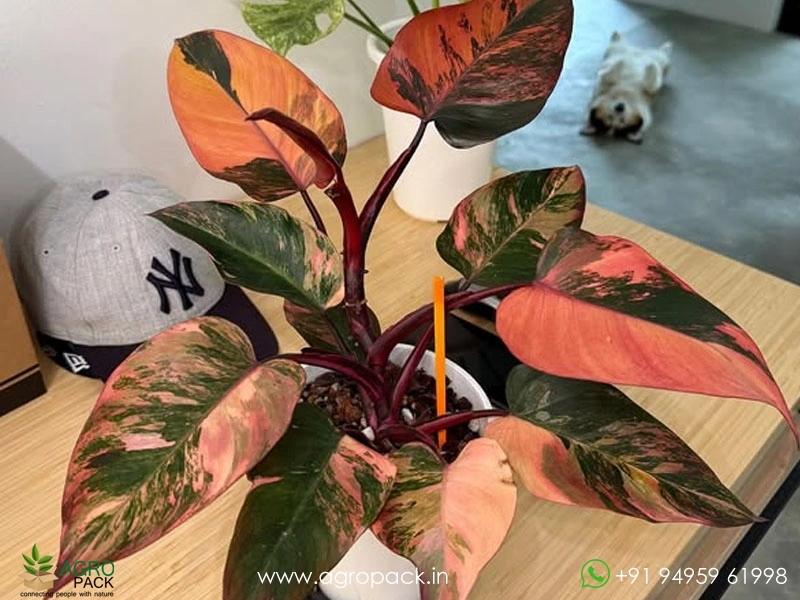 Philodendron-Fire-Princess-Tricolour1