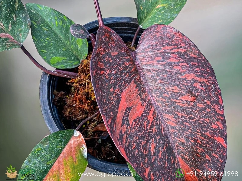 Philodendron-Fire-Princess-Tricolour2