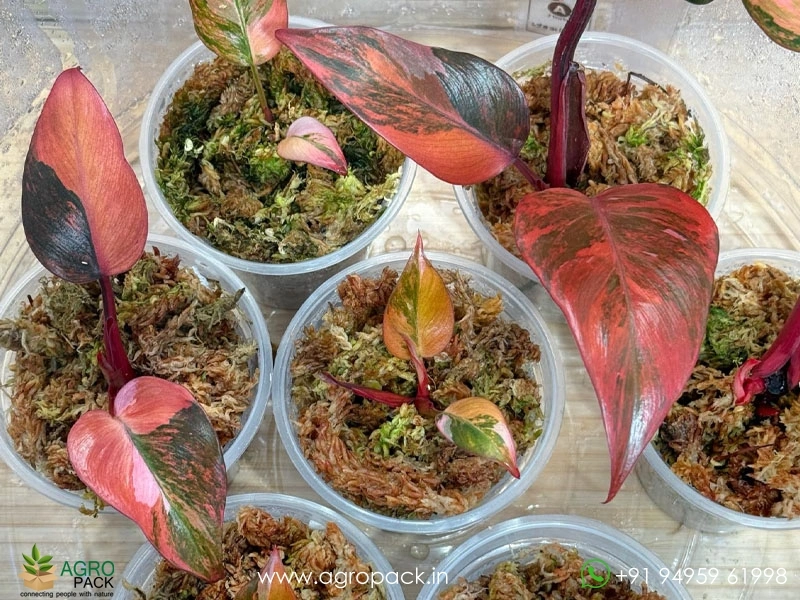 Philodendron-Fire-Princess-Tricolour3
