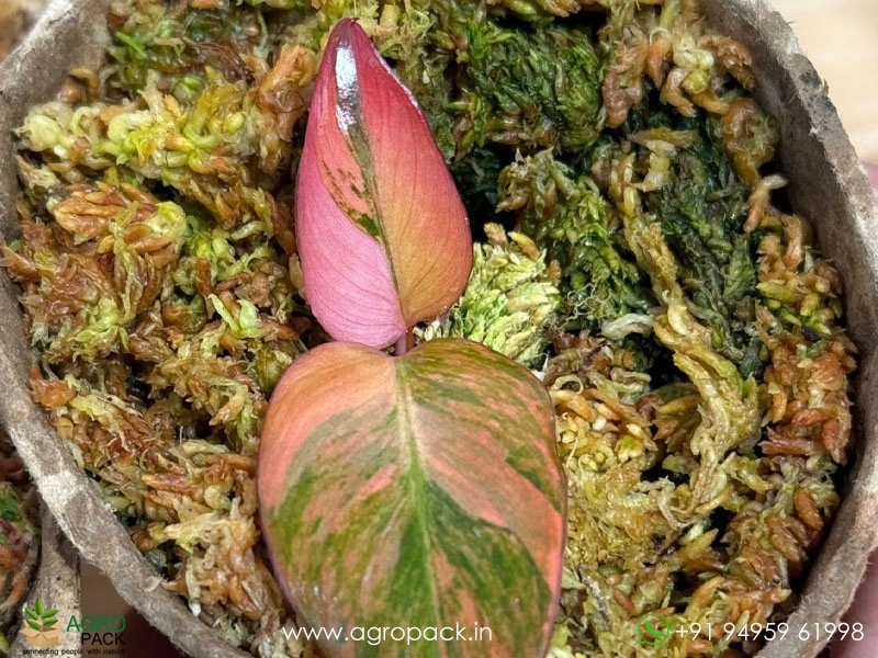 Philodendron-Fire-Princess-Tricolour4