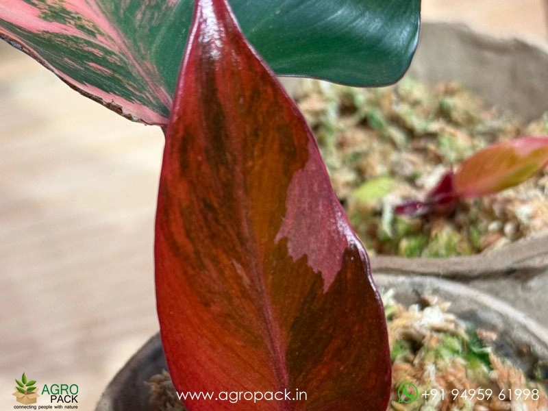 Philodendron-Fire-Princess-Tricolour5