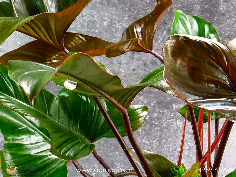 Philodendron-Florida-Bronze2