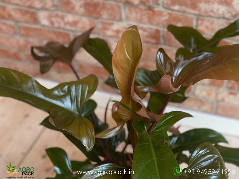 Philodendron-Florida-Bronze3