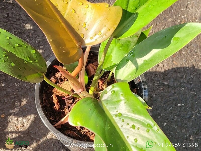 Philodendron-Florida-Bronze4