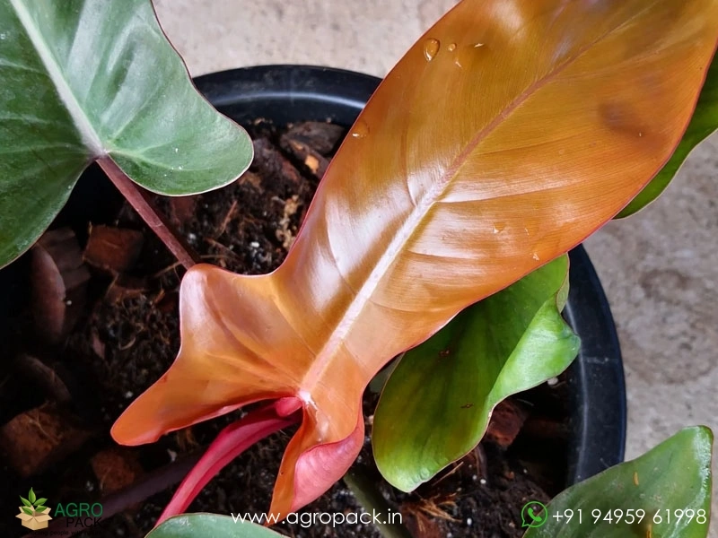 Philodendron-Florida-Bronze5