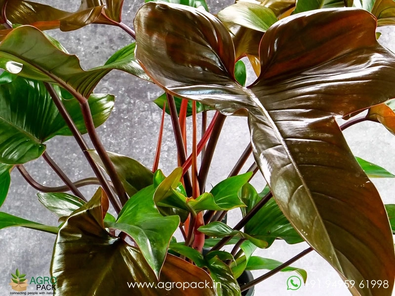 Philodendron-Florida-Bronze6
