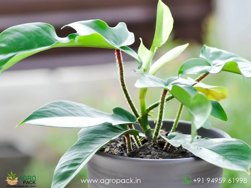 Philodendron-Florida-Ghost-Mint1