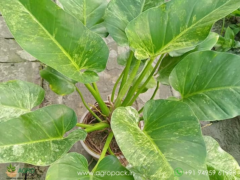 Philodendron-Giganteum-Blizzard1