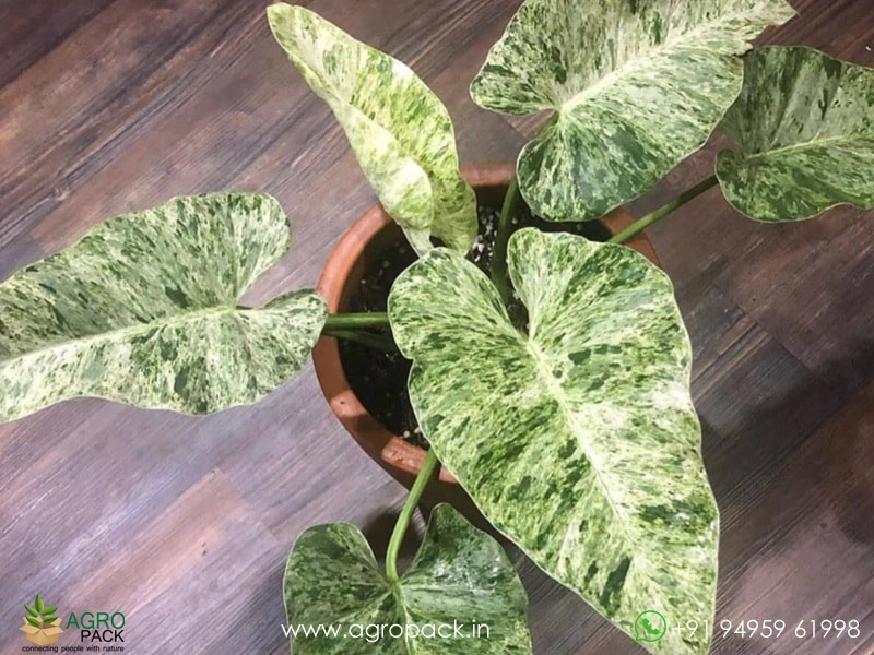 white philodendron Philodendron White princess starter plant **(ALL plants require you to  purchase ANY 2 plants!)** main image 1