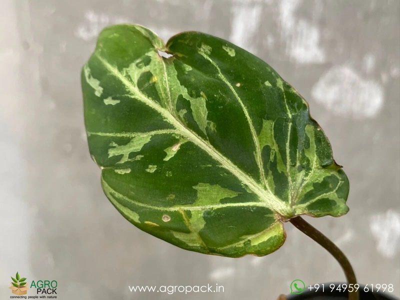Philodendron-Gloriosum-Camouflage2