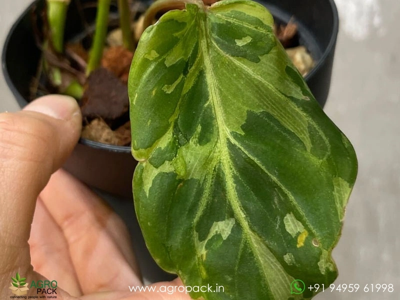 Philodendron Gloriosum Camouflage Plant For Sale In India | Online plant  nursery