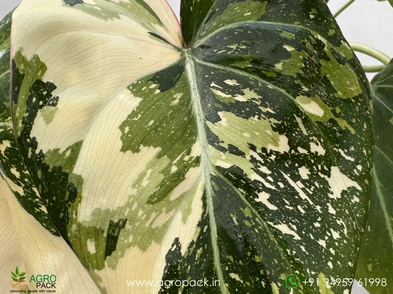 Philodendron-Gloriosum-Tricolor1