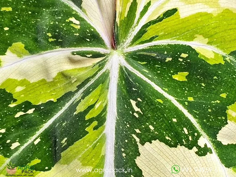 Philodendron-Gloriosum-Tricolor2