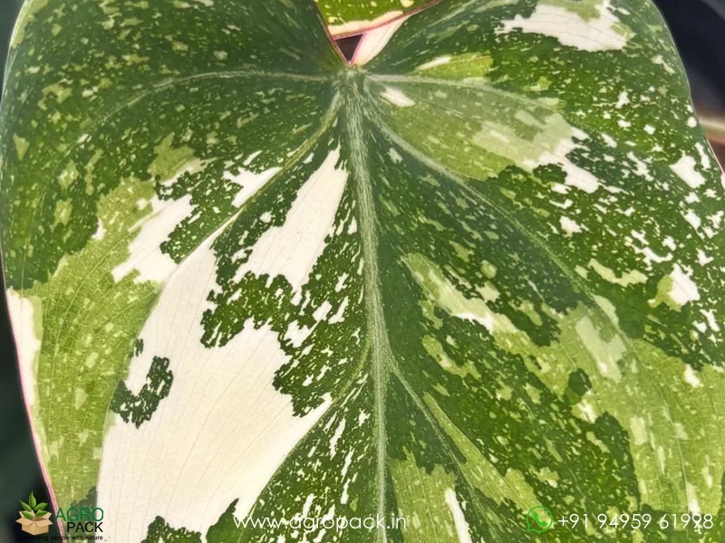 Philodendron-Gloriosum-Tricolor4