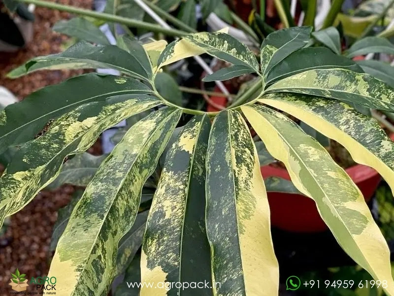 philodendron verrucosum shiny Philodendron verrucosum 