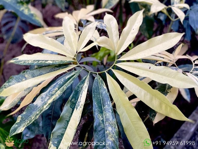 lunaria honesty plant Lunaria annua main image 0