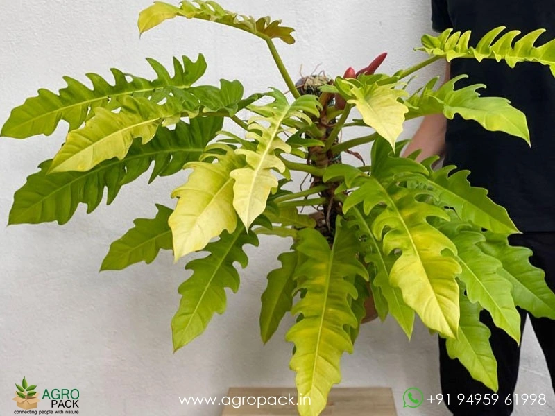 Philodendron-Golden-Crocodile2