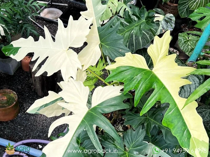 Philodendron-Golden-Dragon-Variegated1