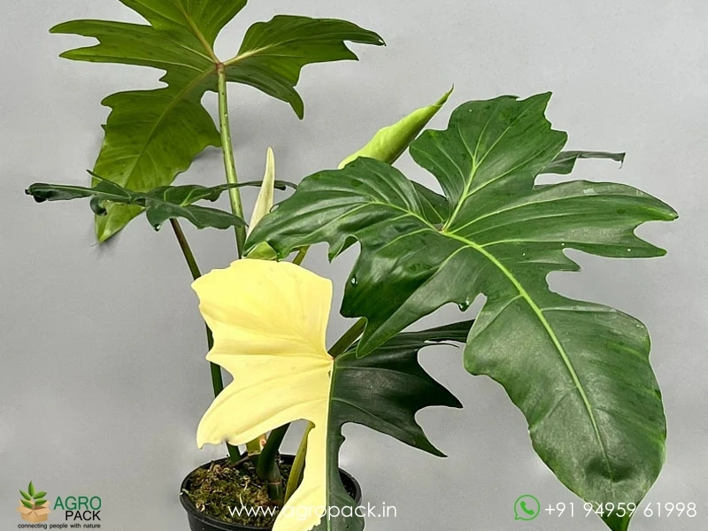 Philodendron-Golden-Dragon-Variegated2