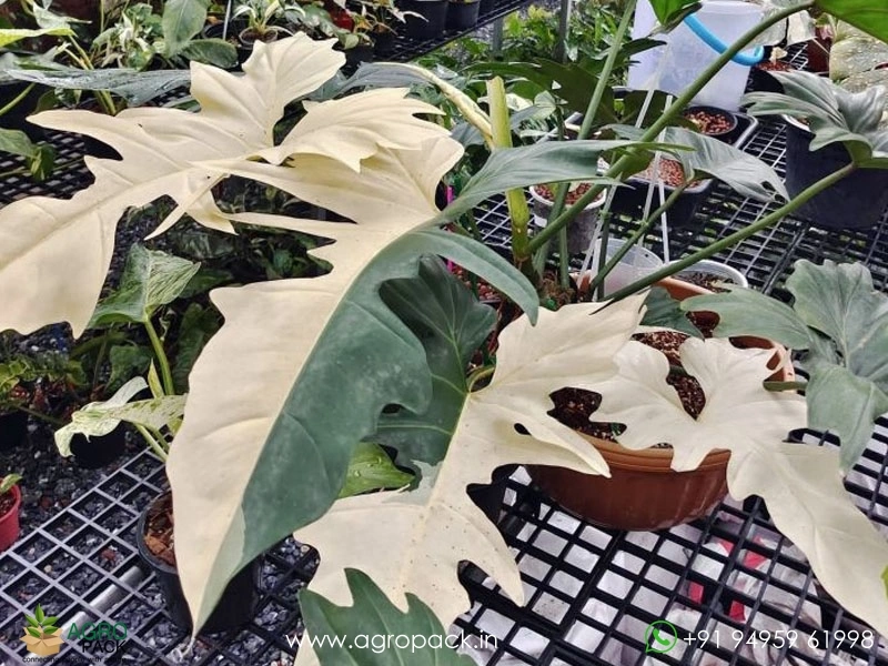 Philodendron-Golden-Dragon-Variegated4