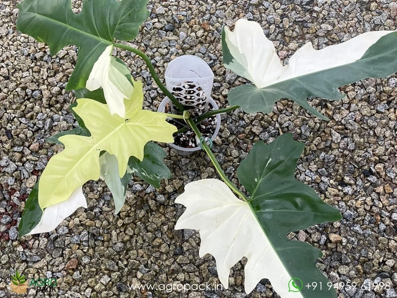 Philodendron-Golden-Dragon-Variegated6