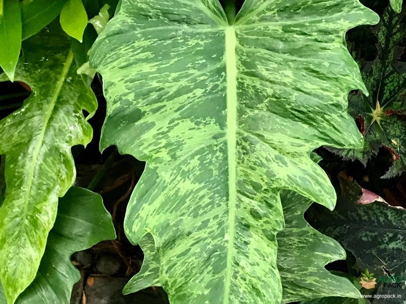 Philodendron-Golden-Dragon3