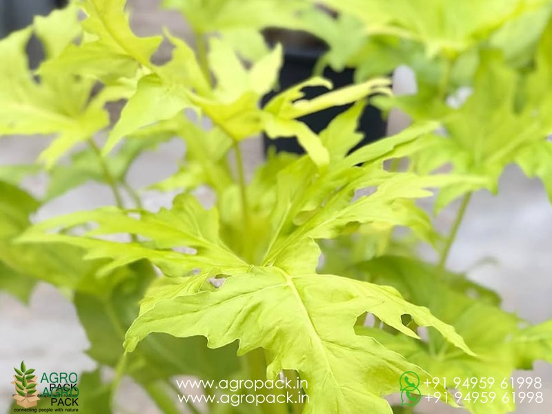 Philodendron-Golden-Selloum1