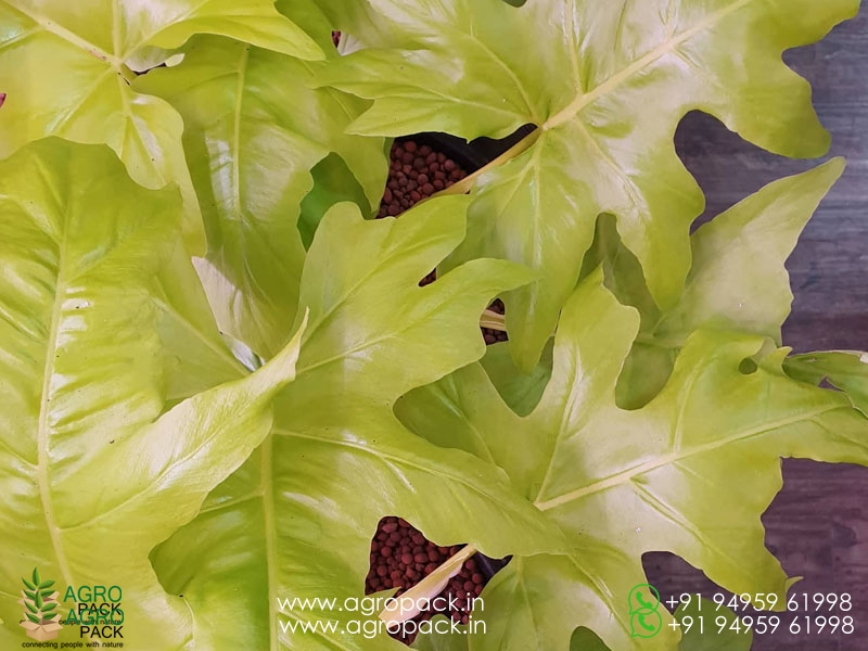 Philodendron-Golden-Selloum2