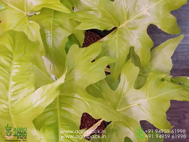Philodendron-Golden-Selloum2