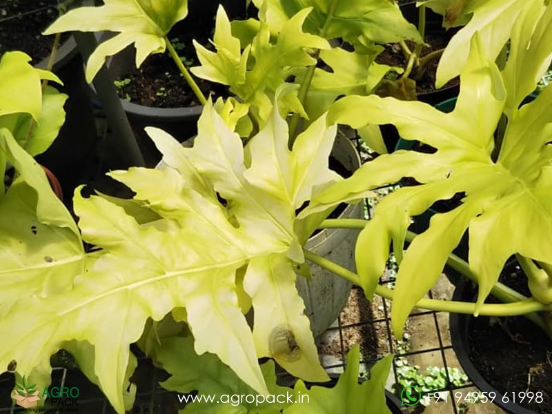 Philodendron-Golden-Selloum3