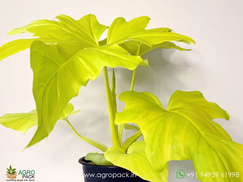 Philodendron-Golden-Selloum4