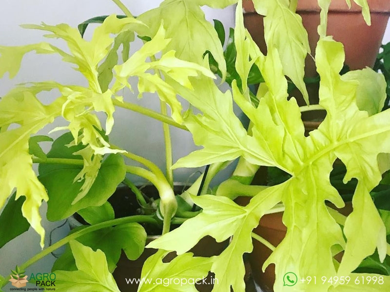 Philodendron-Golden-Selloum5