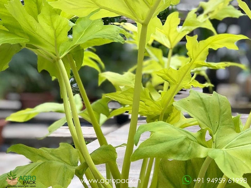 Philodendron-Golden-Selloum6