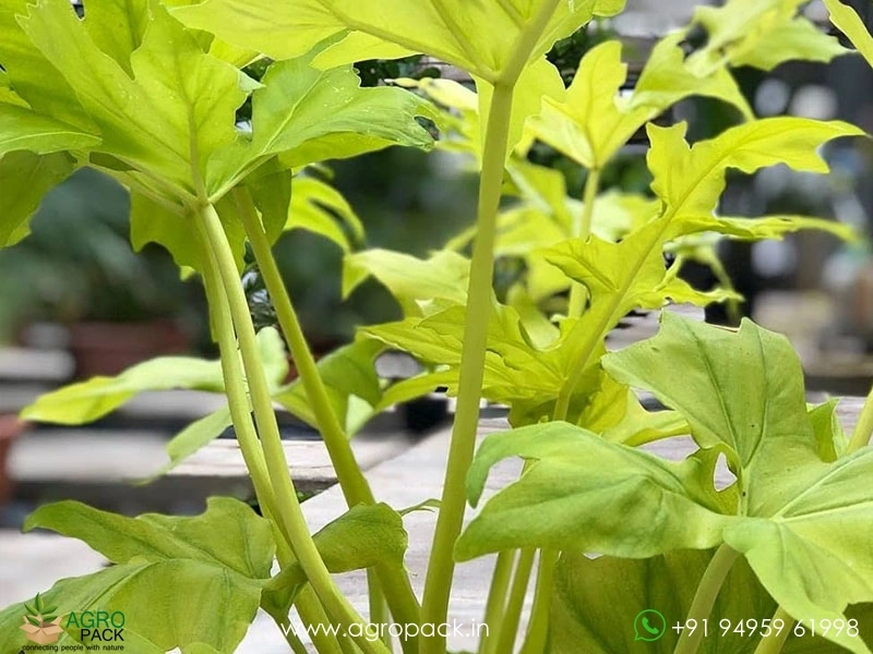 Philodendron-Golden-Selloum6