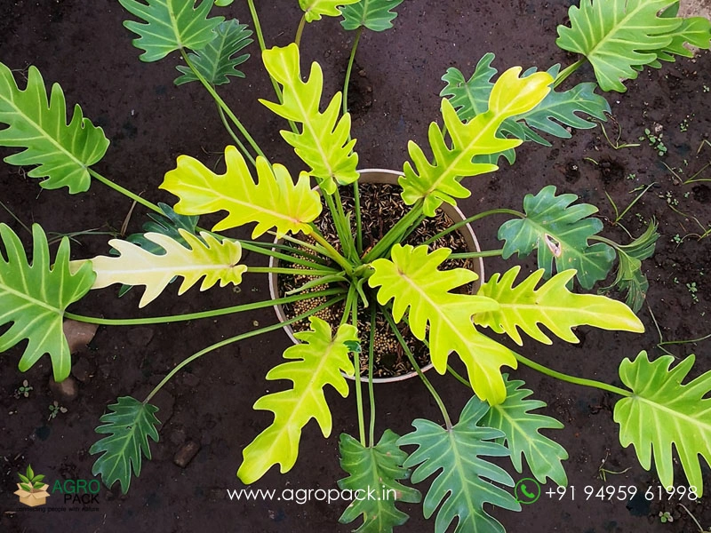 Philodendron-Golden-Xanadu1