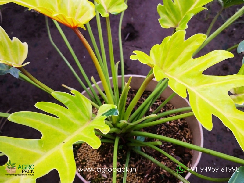 Philodendron-Golden-Xanadu3