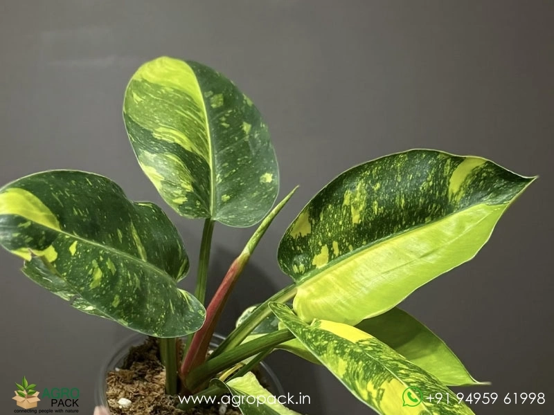 Philodendron-Green-Congo-Nuclear3