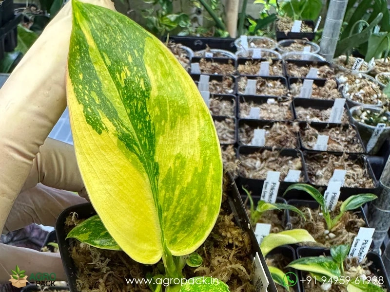 Philodendron-Green-Congo-Nuclear4