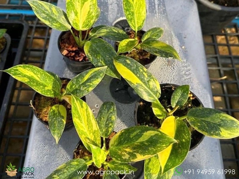 Philodendron-Green-Congo-Nuclear5