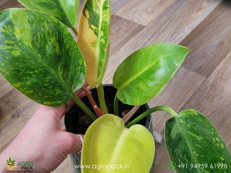 Philodendron-Green-Congo-Nuclear7
