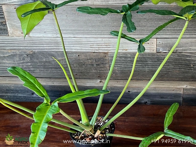 Philodendron-Joepii3