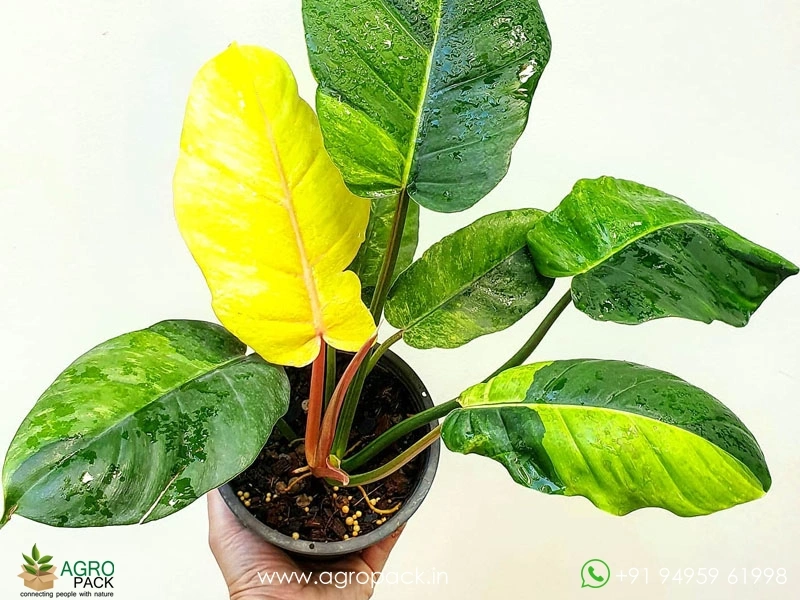 philodendron pluto choco empress Philodendron Caramel Pluto