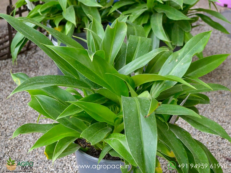 Philodendron-Little1