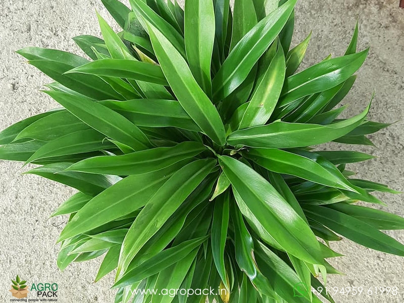 Philodendron-Little2