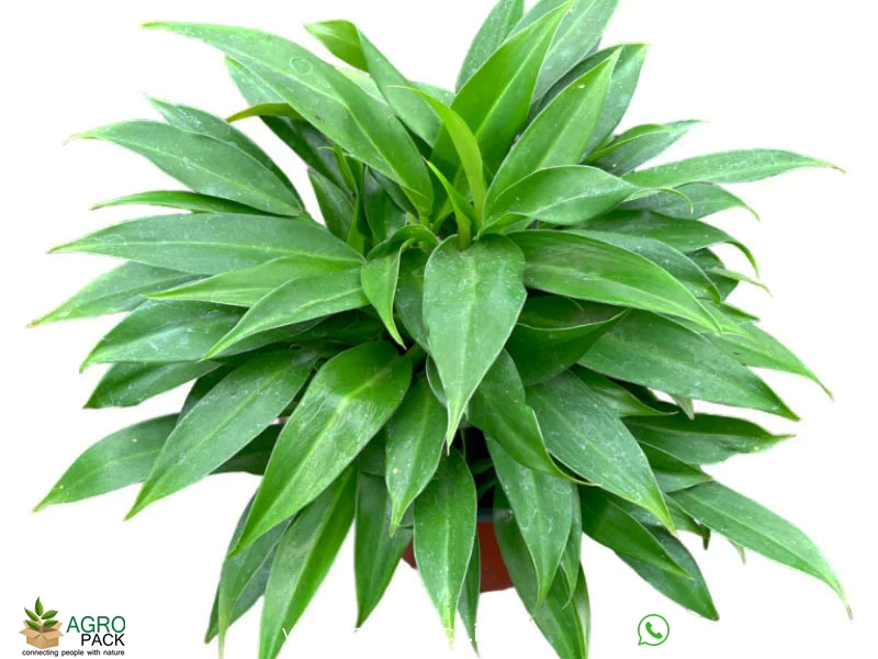 Philodendron-Little3
