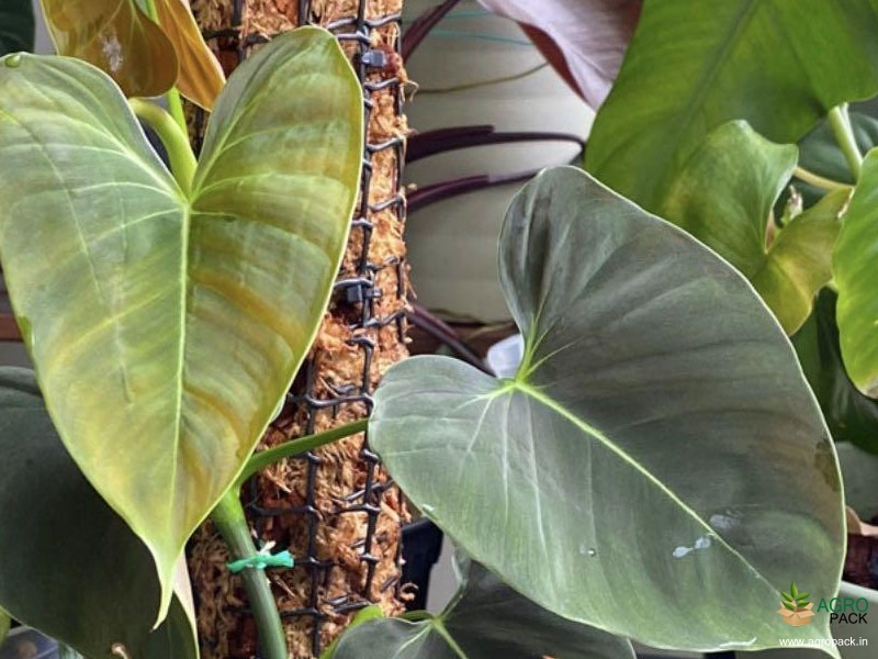 Philodendron-Lupinum2
