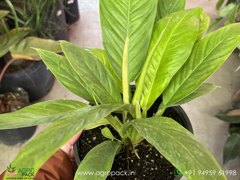 Philodendron-Lynette2