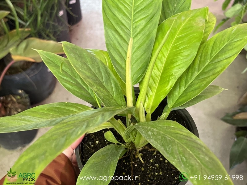 Philodendron-Lynette2